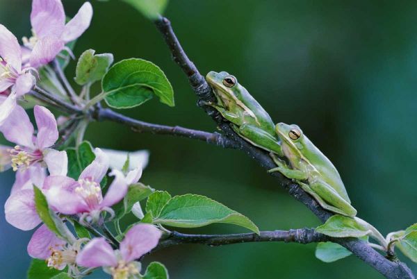Two Frogs on Branch